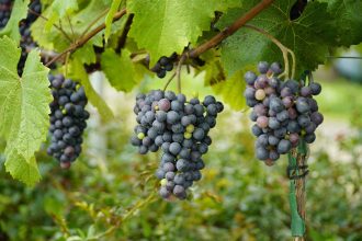 nz wine