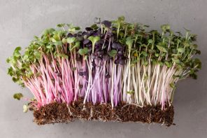 Microgreens on the Horizon