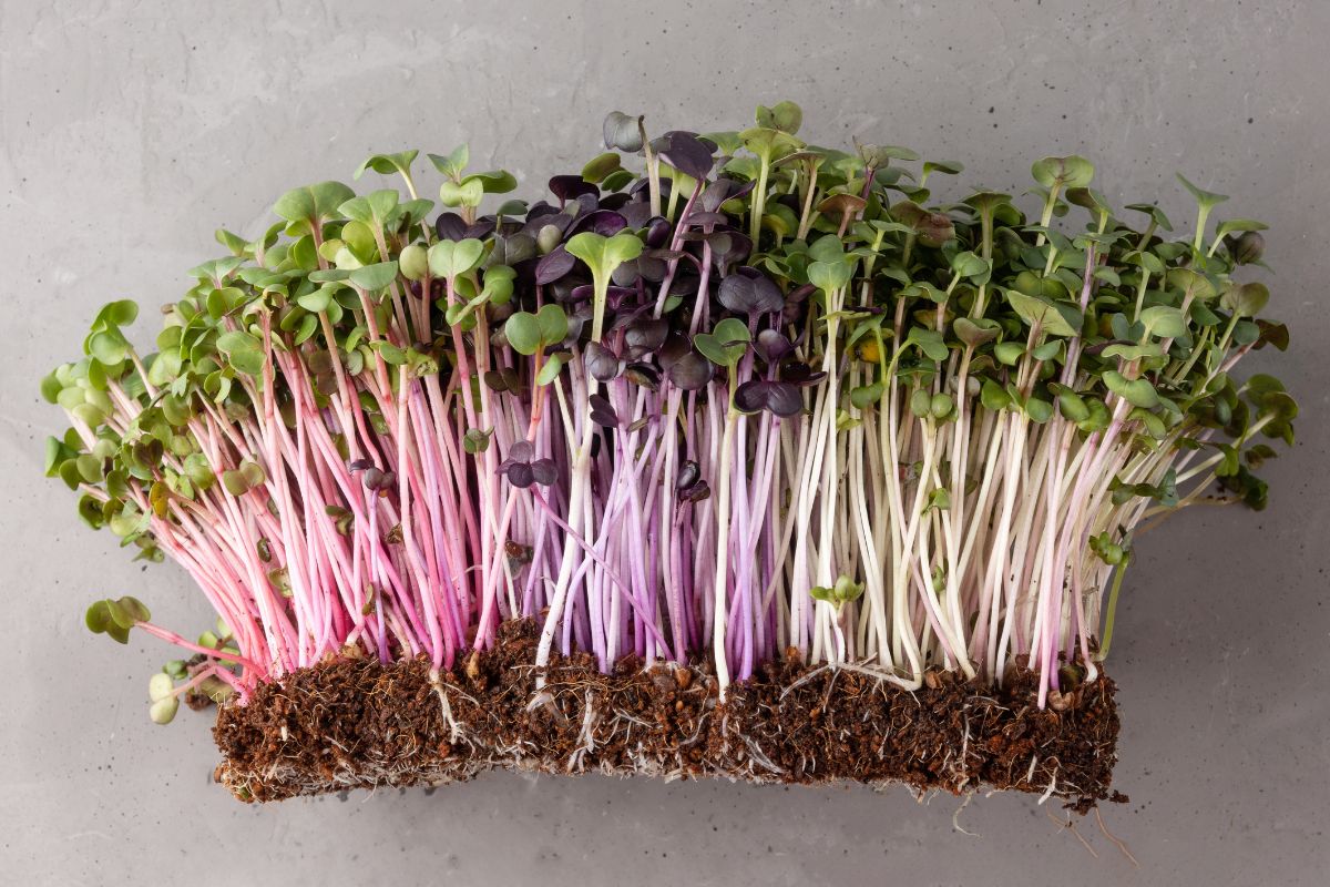 Microgreens