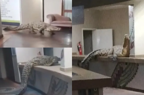 Crocodile Makes Surprise Restaurant Entrance