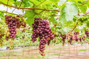 NZ & India FTA Set to Benefit Local Wine